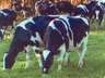 greenville sc - Happy Cow Creamery - Pelzer, South Carolina