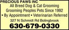 cat - Precious Paws INC - Bolingbrook, IL